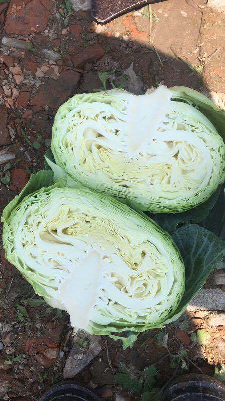 Fresh White/Green/Beijing Cabbage