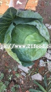 Fresh White/Green/Beijing Cabbage