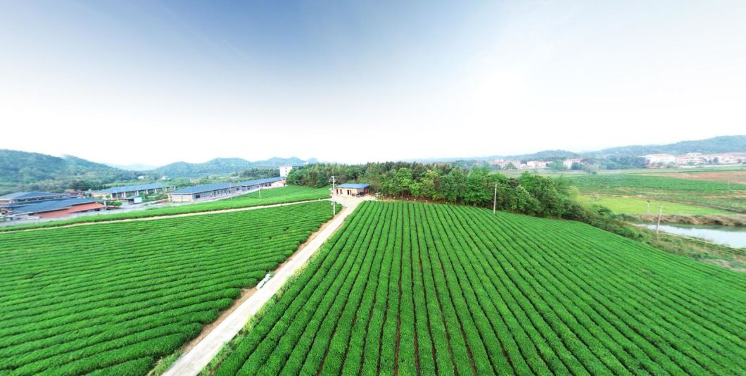 Organic High Quality Tea Drink 3008 Chunmee Green Tea
