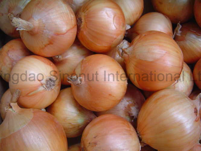Hot Sell Fresh Crop Red Onion; Hot Sell Fresh Onion