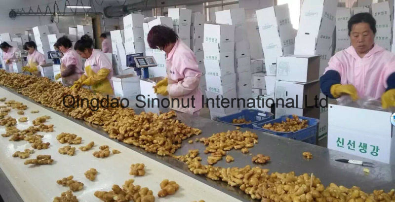 Fresh Ginger with Specification SGS, ISO9001