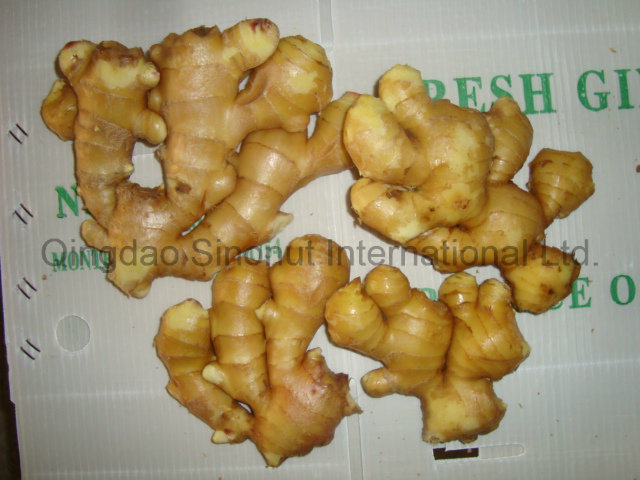 Fresh Ginger with The Best Quality