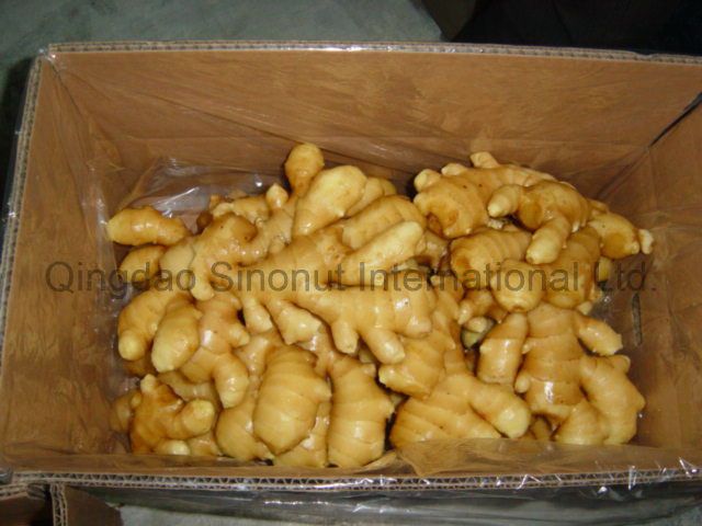 Fresh Ginger with The Best Quality