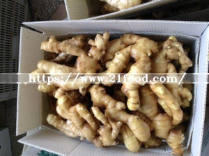 Dry Ginger (EU quality)