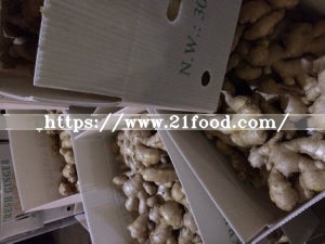 Dry Ginger (EU quality)