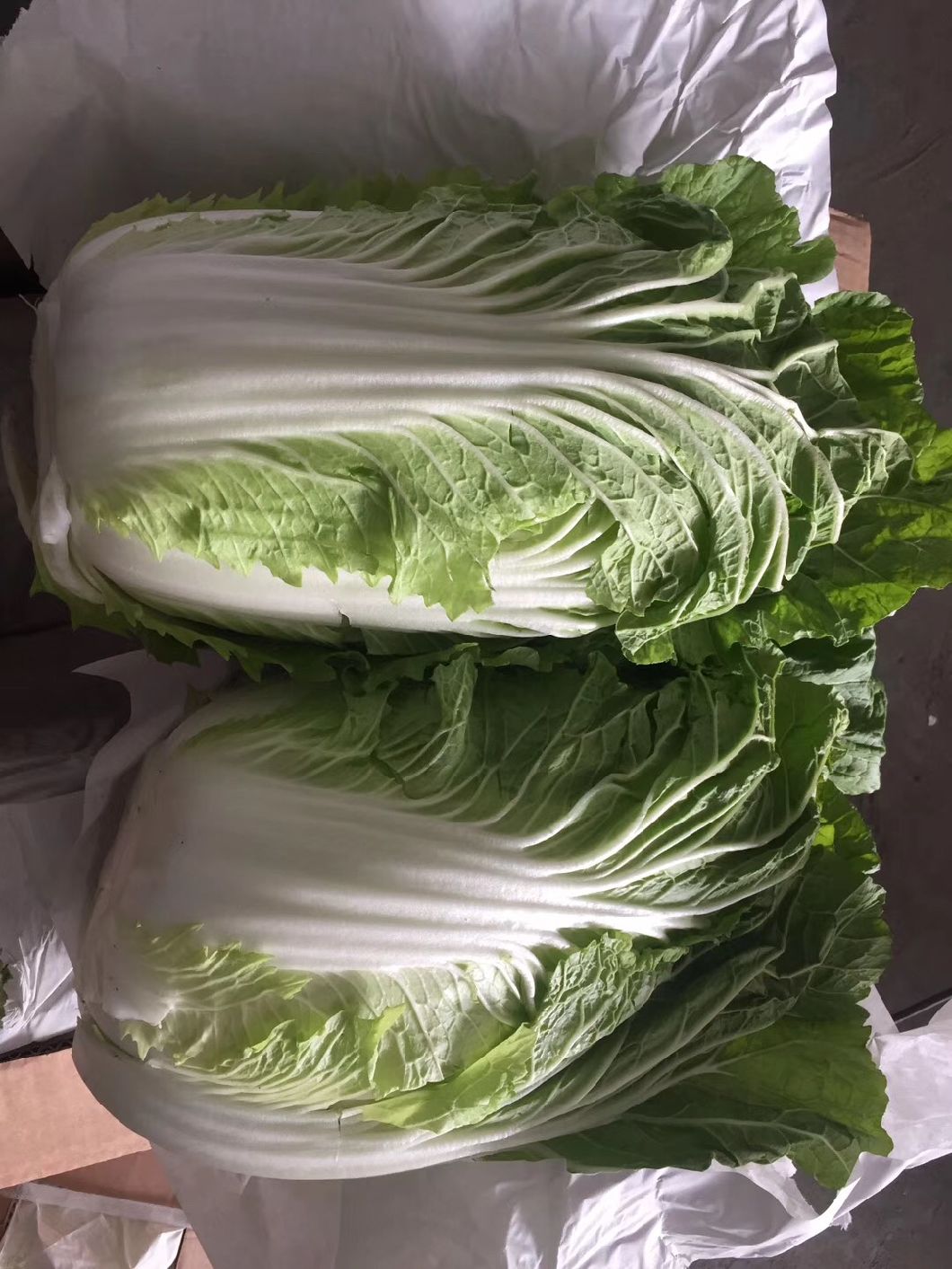 Fresh Chinese/Napa Cabbage,China price supplier - 21food