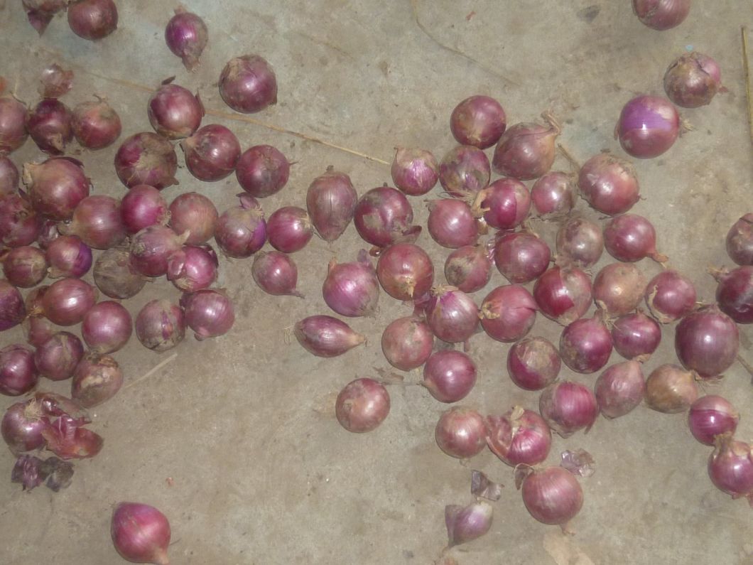 Hot Sale 2019 New Crop Onion, Which Is Now in The Store