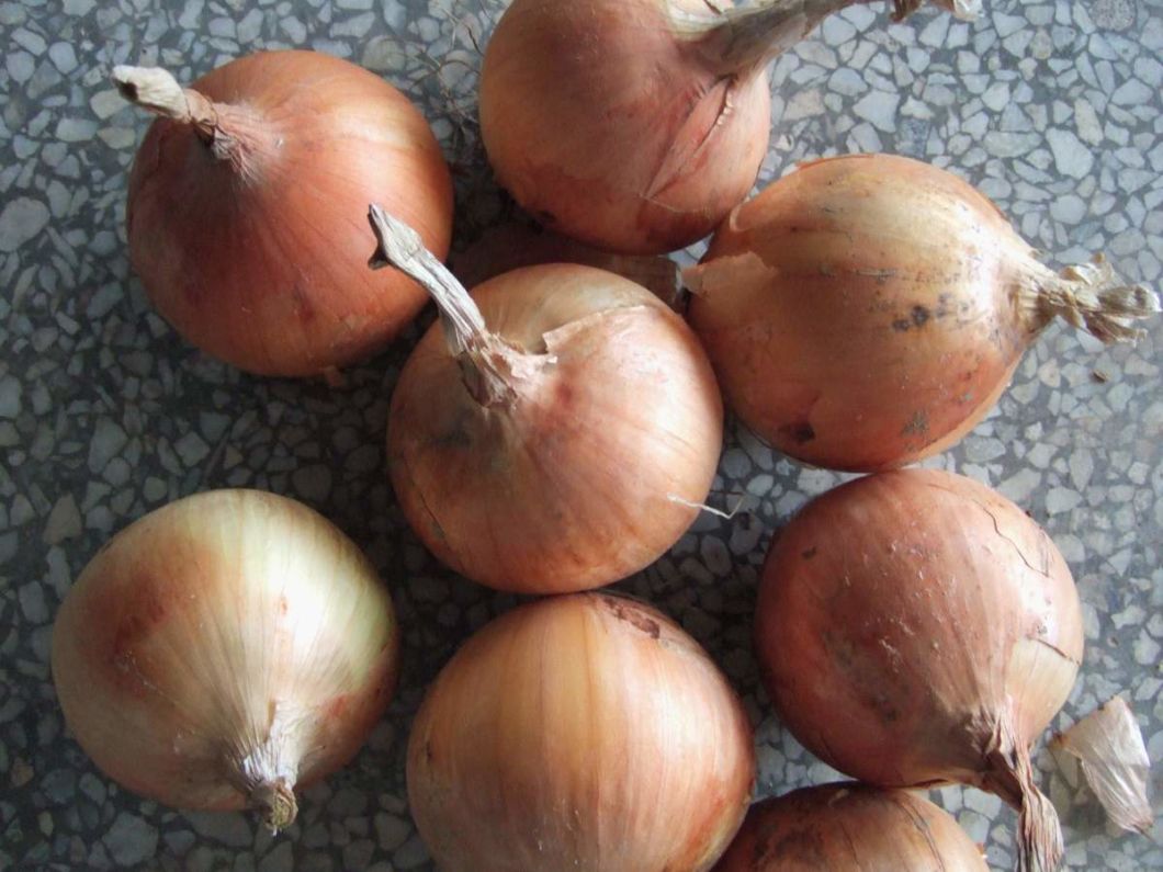 Hot Sale 2019 New Crop Onion, Which Is Now in The Store