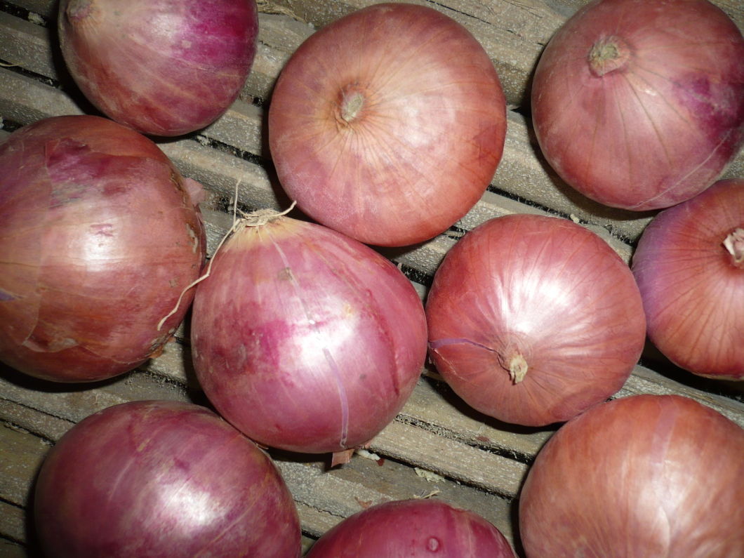 China New Crop Fresh Red Onion