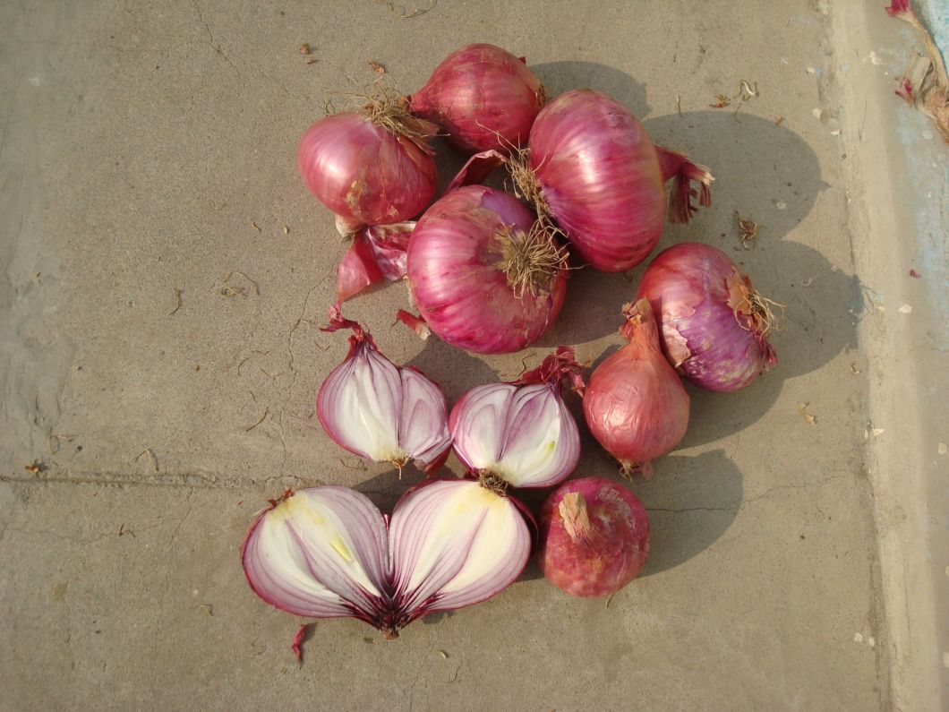China New Crop Fresh Red Onion