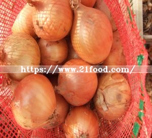 Hot Sale 2019 New Crop Onion, Which Is Now in The Store