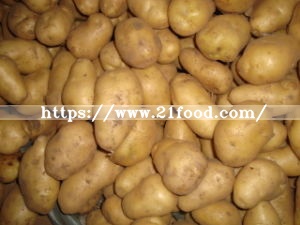 Export New Crop Fresh Potato