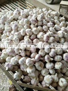 Garlic Packing in Mesh Bag