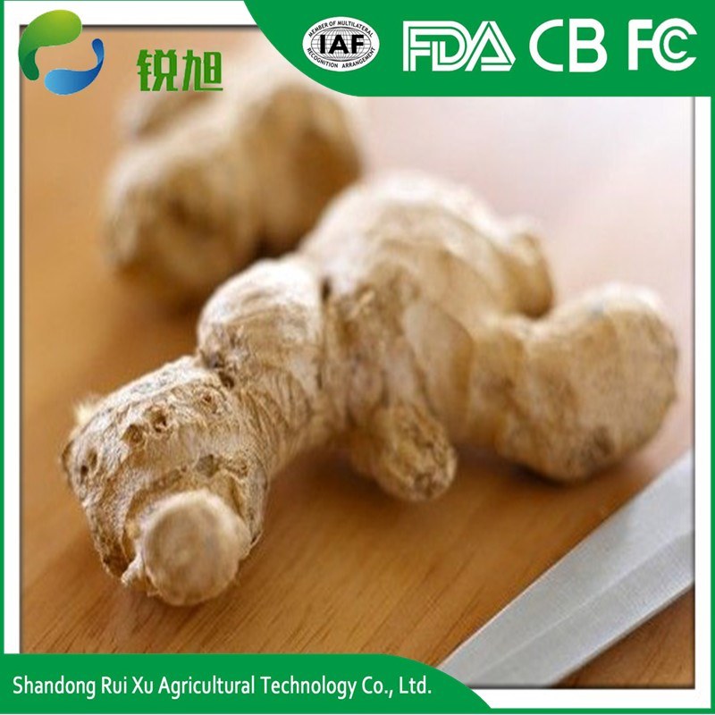 Fresh Ginger - High Quality and Best Price/ Ginger Price
