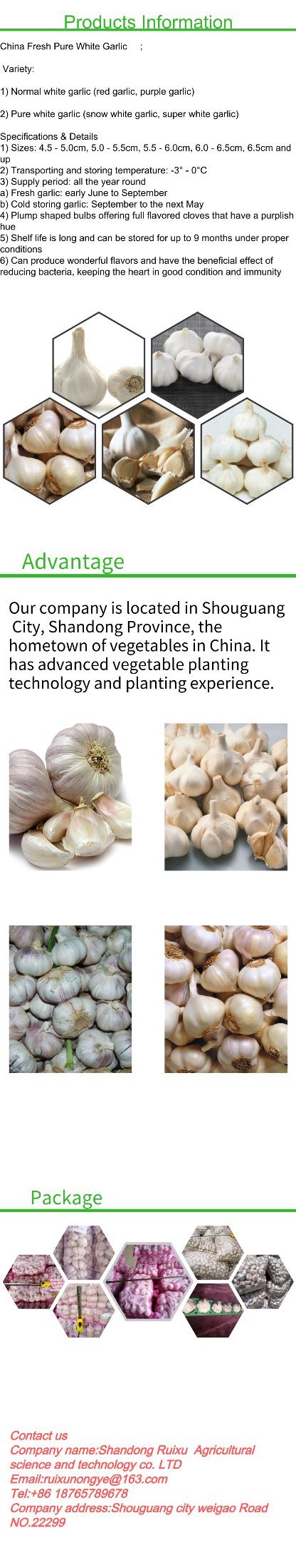 Supplier Supply Wholesale Export Natural China Product New Crop Fresh Chinese Purple Violet Color Normal White Garlic Price