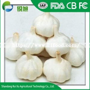 Supplier Supply Wholesale Export Natural China Product New Crop Fresh Chinese Purple Violet Color Normal White Garlic Price