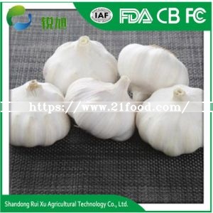 Supplier Supply Wholesale Export Natural China Product New Crop Fresh Chinese Purple Violet Color Normal White Garlic Price