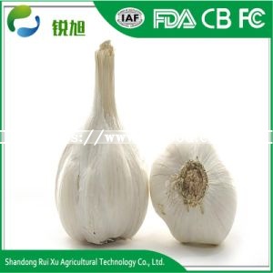 Supplier Supply Wholesale Export Natural China Product New Crop Fresh Chinese Purple Violet Color Normal White Garlic Price