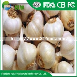 China Garlic Exporter Natural Fresh Normal White Garlic Price for Sale