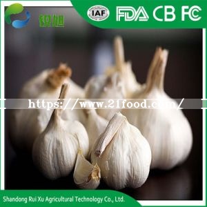 China Garlic Exporter Natural Fresh Normal White Garlic Price for Sale