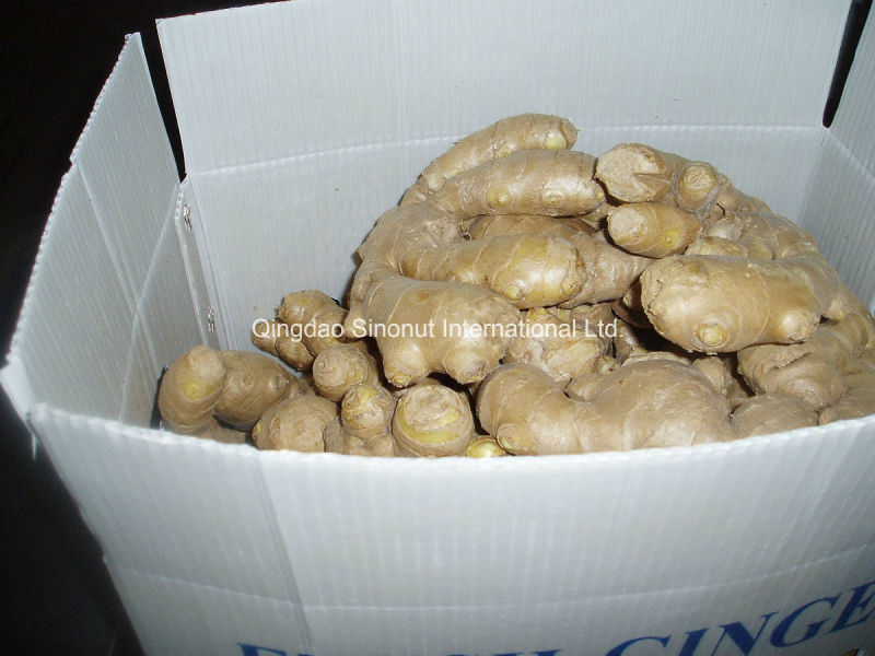 Air-Dry Ginger/Half Dry Ginger with Good Price