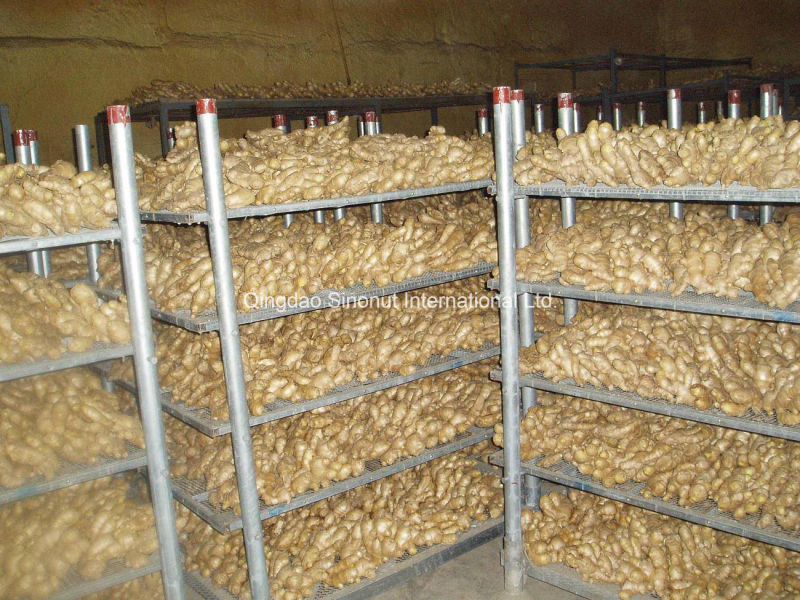 Air-Dry Ginger/Half Dry Ginger with Good Price