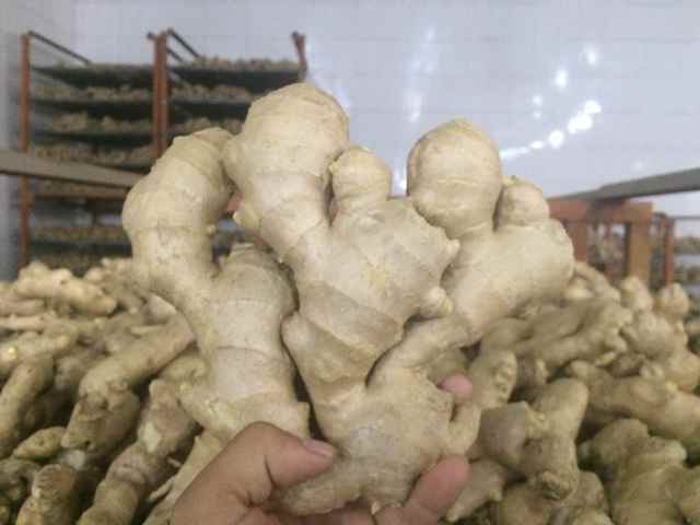 Chinese Origin Air Dry Ginger