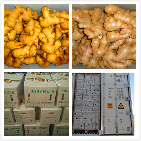 Fresh Ginger & Air Dry Organic Ginger with EU Standard