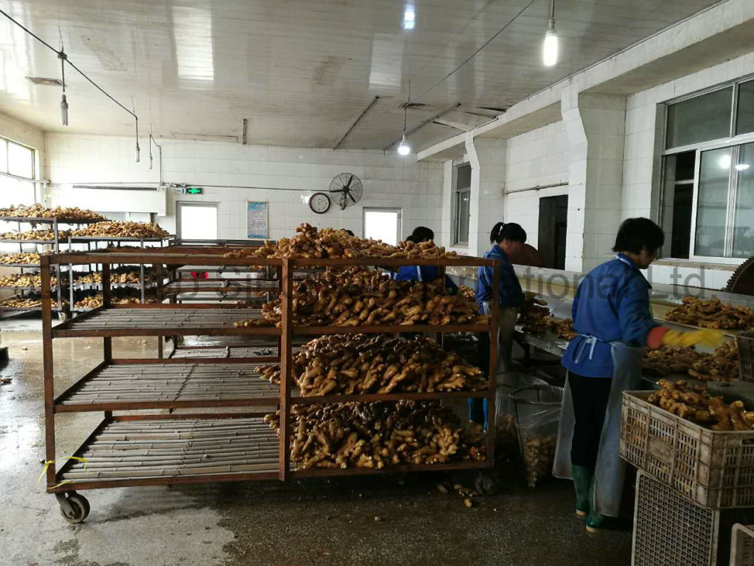 Fresh Ginger & Air Dry Organic Ginger with EU Standard