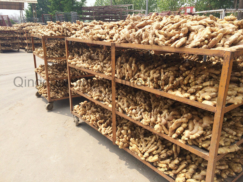 The Air-Dry Ginger with 250g&up