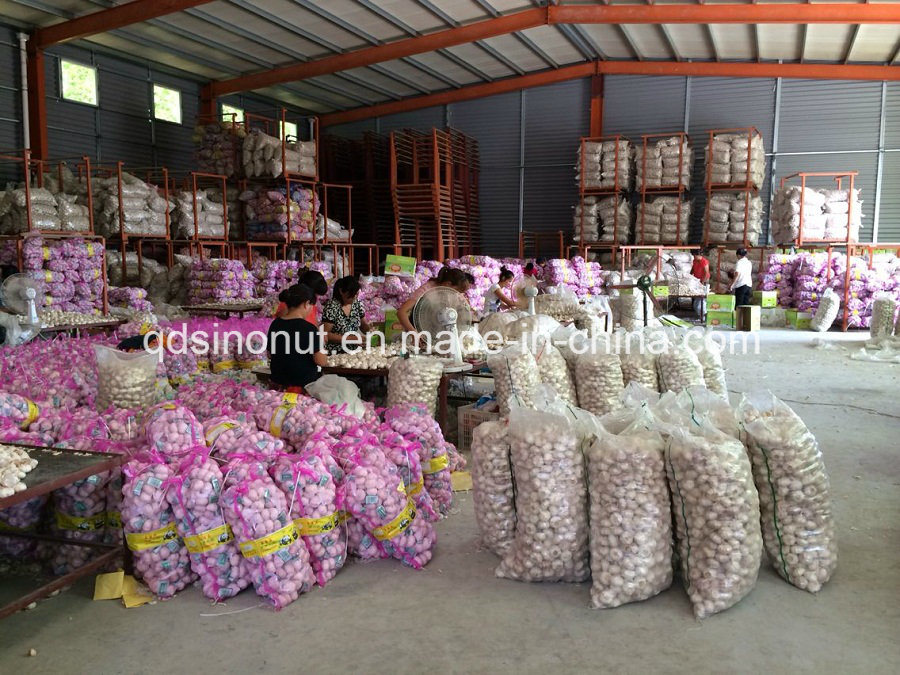 New Crop Purple White Garlic (6.5cm&up)