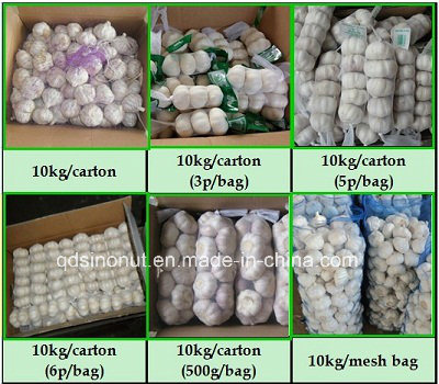 New Crop Purple White Garlic (6.5cm&up)