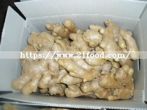 Chinese Origin Air Dry Ginger