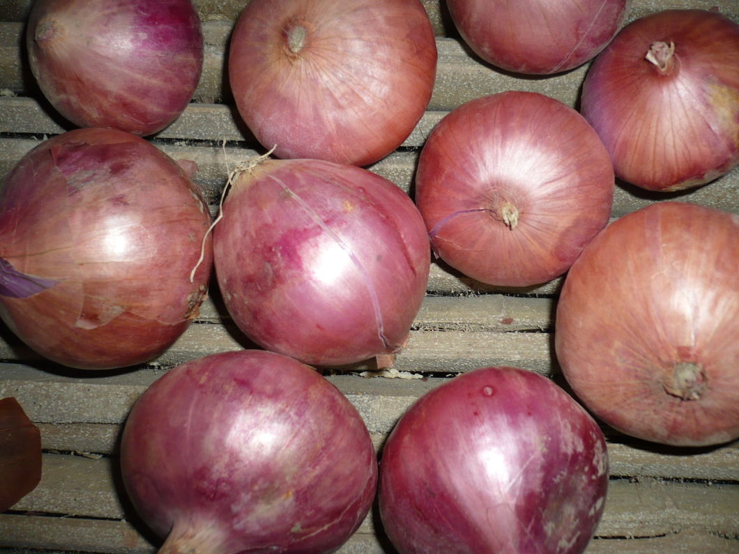 Popular Fresh Red Onion 7-9cm with Top Quality