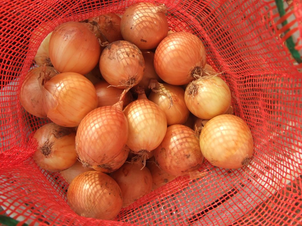 2019 Crop Gansu Fresh Red Onion