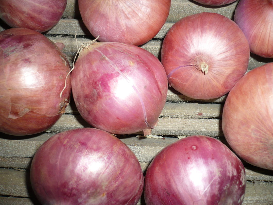 2019 Crop Gansu Fresh Red Onion