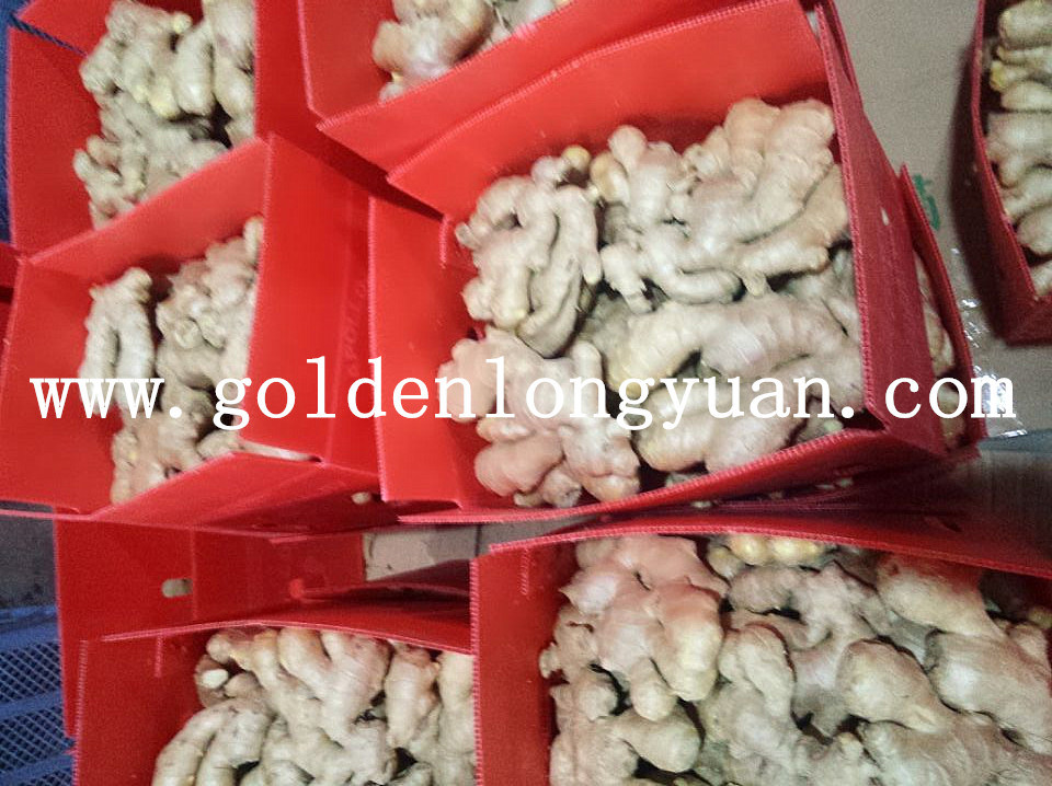 Organic Super Dry Ginger