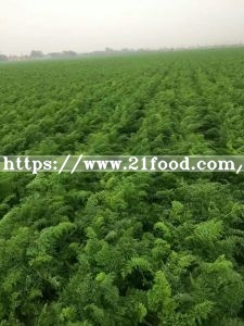 Fresh Carrot New Crop Carrot of Shandong Province