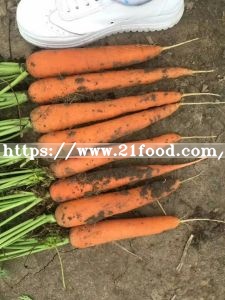 Fresh Carrot New Crop Carrot of Shandong Province