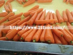 Fresh Carrot New Crop Carrot of Shandong Province