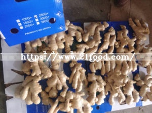 Organic Super Dry Ginger