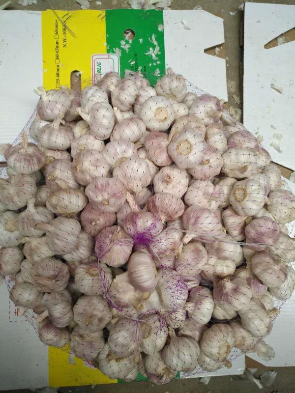 Ajo Fresco in Box