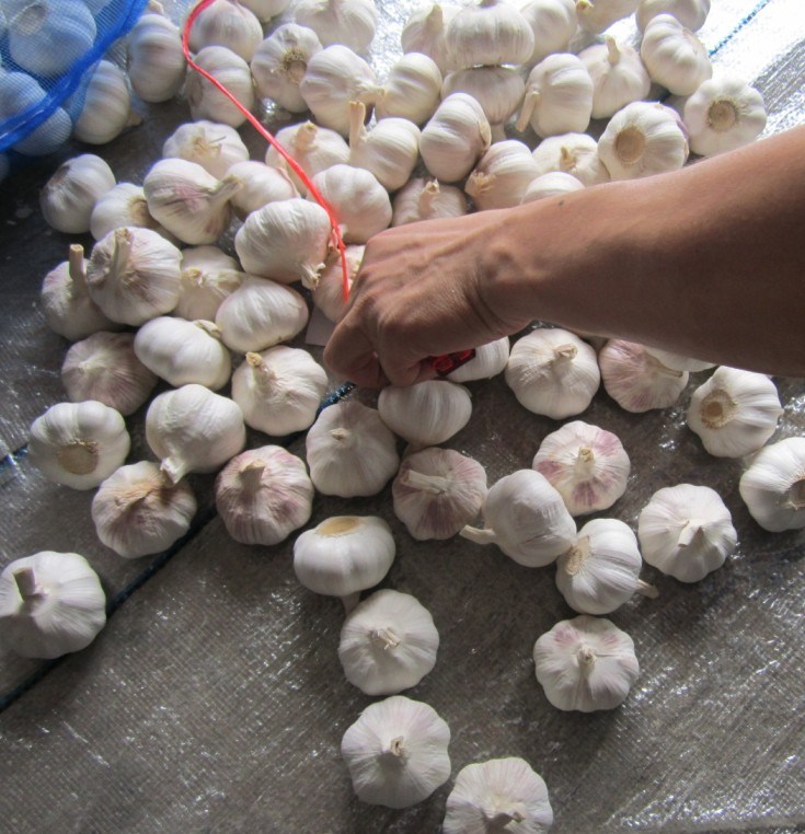 2017 Ajo Fresco Garlic