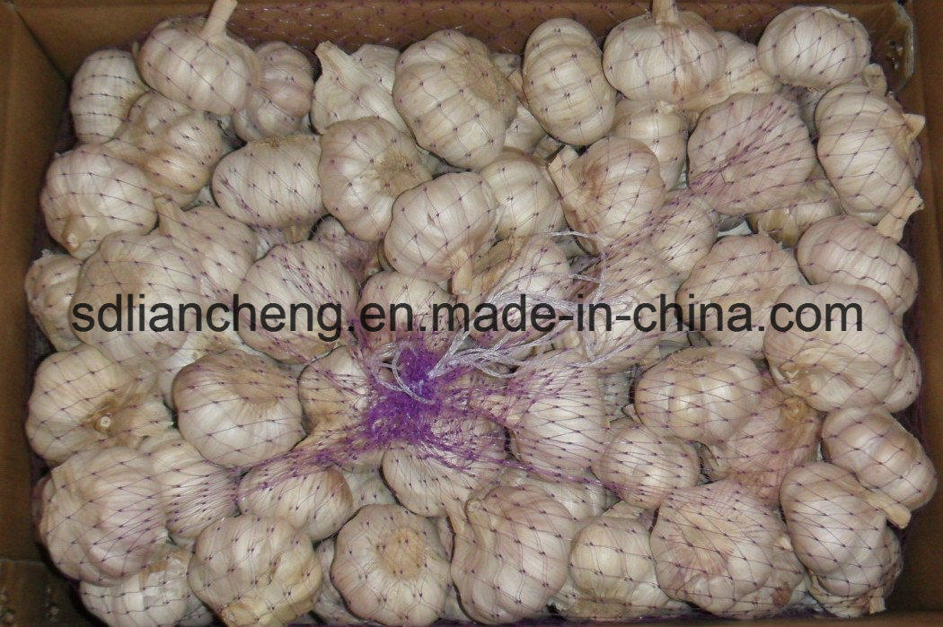2017 Ajo Fresco Garlic