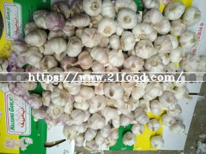 Ajo Fresco in Box