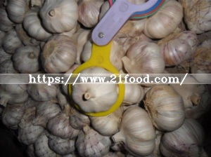 2017 Ajo Fresco Garlic