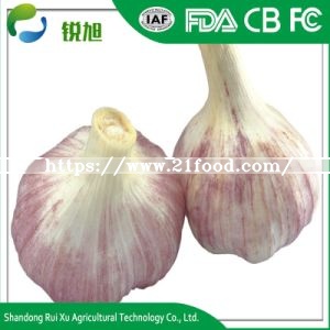 2018 New Fresh Garlic Exporters China with Good Price Garli