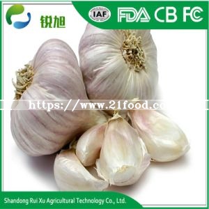 2018 New Fresh Garlic Exporters China with Good Price Garli