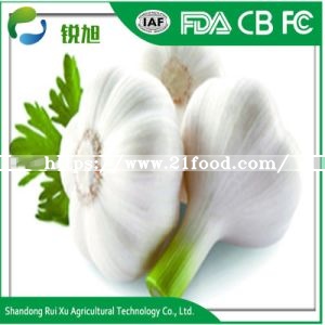 Chinese New Crop Fresh White Garlic Price