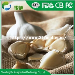 Chinese New Crop Fresh White Garlic Price